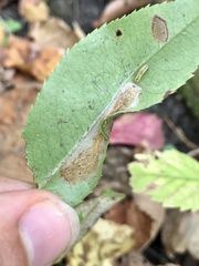 Parornix geminatella