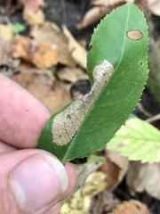 Parornix geminatella