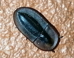 Cossyphus hoffmannseggi