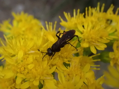 Anoplius semicinctus