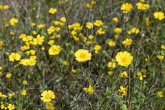 Layia gaillardioides