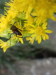 Anoplius semicinctus