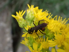 Anoplius semicinctus