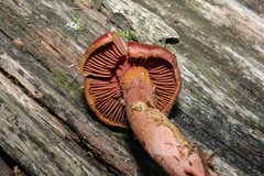 Cortinarius marylandensis