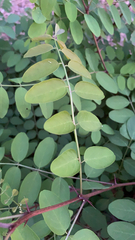 Robinia pseudoacacia