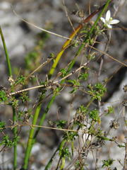 Wahlenbergia pyrophila