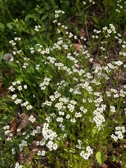 Valerianella radiata