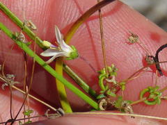 Wahlenbergia pyrophila