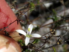 Wahlenbergia pyrophila