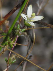 Wahlenbergia pyrophila