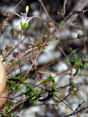 Wahlenbergia pyrophila