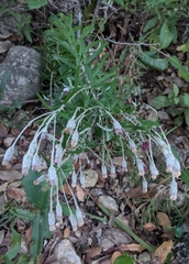 Vernonia lindheimeri