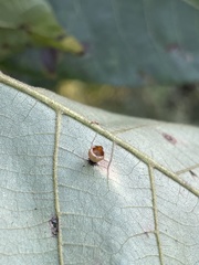 Caryomyia flaticrustum