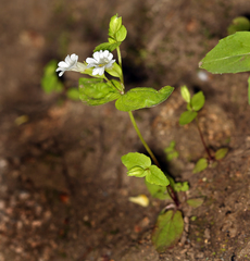 Erythranthe inconspicua