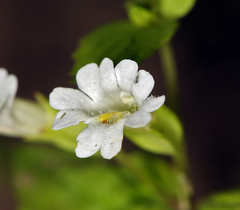 Erythranthe inconspicua