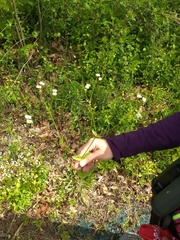 Valerianella radiata