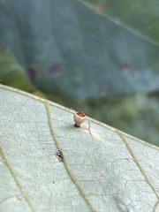 Caryomyia flaticrustum