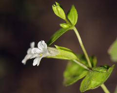 Erythranthe inconspicua
