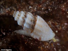 Pseudomangelia vauquelini
