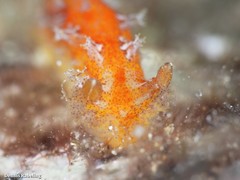 Plocamopherus maderae