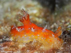 Plocamopherus maderae