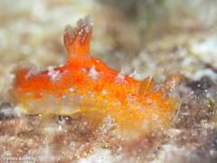 Plocamopherus maderae