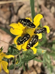 Acmaeodera amabilis