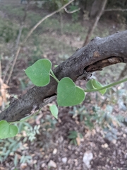 Matelea edwardsensis