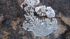Lecanora marginata