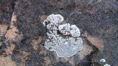 Lecanora marginata