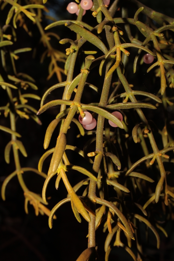 Phoradendron bolleanum; photograph Arturo Castro Castro, CC BY, iNaturalist via GBIF