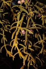 Phoradendron bolleanum