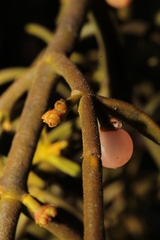 Arturo Castro Castro, CC BY, iNaturalist via GBIF Phoradendron bolleanum, photograph Arturo Castro Castro, CC BY, iNaturalist via GBIF