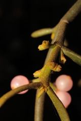 Arturo Castro Castro, CC BY, iNaturalist via GBIF Phoradendron bolleanum, photograph Arturo Castro Castro, CC BY, iNaturalist via GBIF