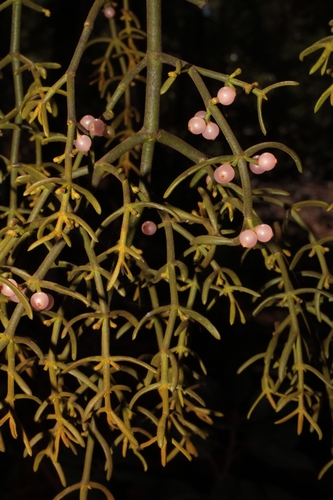Phoradendron bolleanum, photograph 3