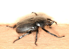 Hypselogenia geotrupina geotrupina