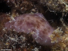 Peltodoris punctifera