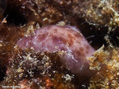 Peltodoris punctifera