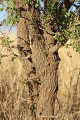 Lysiphyllum cunninghamii
