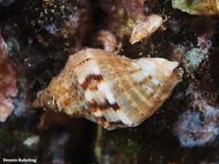 Stramonita haemastoma