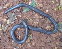 Amblyodipsas polylepis polylepis