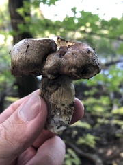 Gyroporus cyanescens