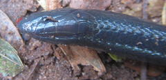 Amblyodipsas polylepis polylepis
