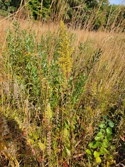 Solidago speciosa rigidiuscula