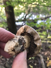 Gyroporus cyanescens