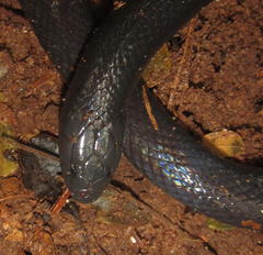 Amblyodipsas polylepis polylepis