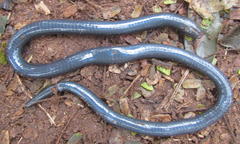 Amblyodipsas polylepis polylepis