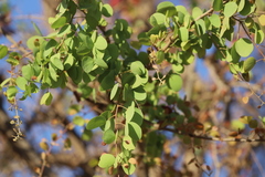 Lysiphyllum cunninghamii