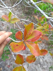 Myrcia tomentosa