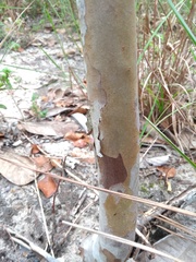 Myrcia tomentosa